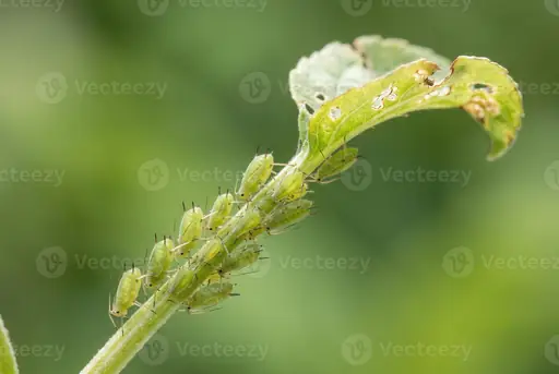 Natürliches Mittel gegen Fruchtfliegen – Wirksame Hausmittel und einfache Maßnahmen gegen die kleinen Insekten