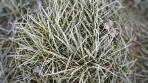 No-Frost-Technik – Wie No Frost Funktioniert und Welche Vor- und Nachteile die Technik Bietet