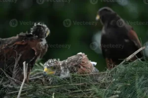 Wie Sieht Ein Rattennest Aus? Typische Merkmale, Fundorte Und Hinweise Auf Einen Befall